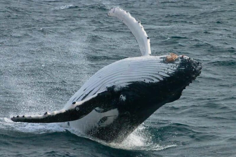 Dunsborough: Whale Watching Tour - Pricing and Value