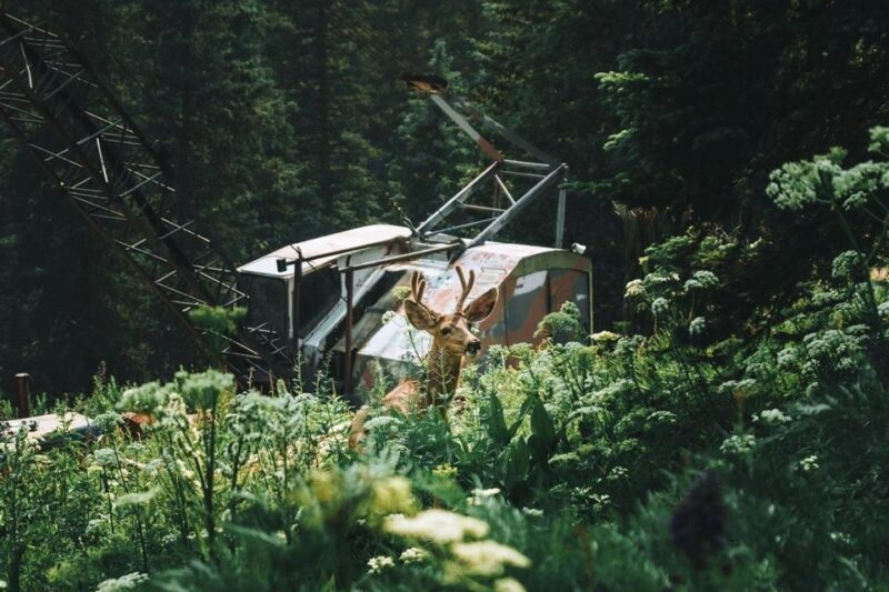 Durango Half Day Jeep Tour - La Plata Canyon - FAQs