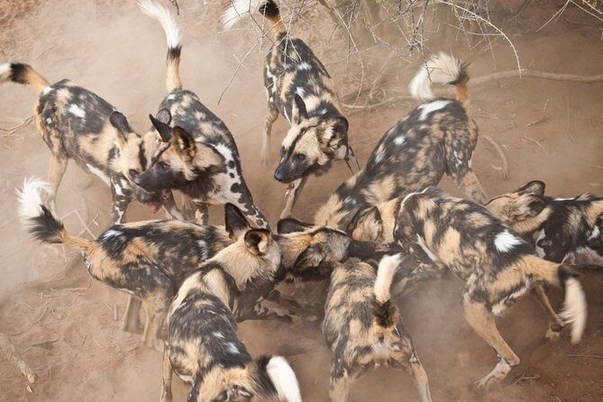 Durban: Big 5 Luxury Safari at an Award Winning Game Reserve  Zeiss Binoculars - Who Should Consider This Tour?