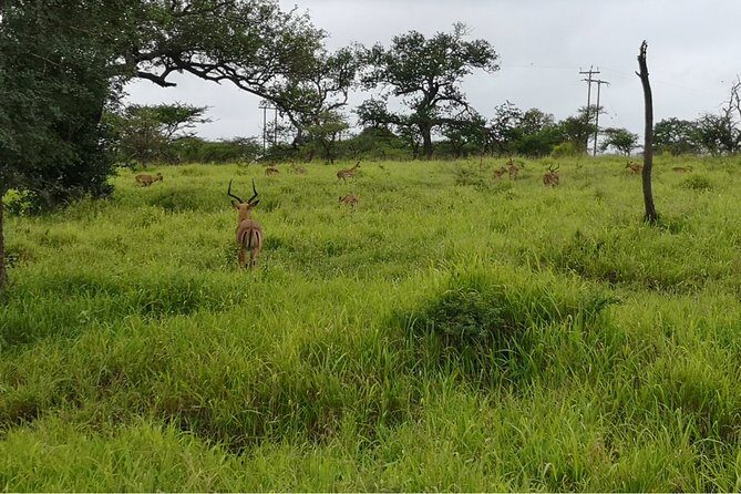 Durban: Big 5 Luxury Safari at an Award Winning Game Reserve  Zeiss Binoculars - FAQs