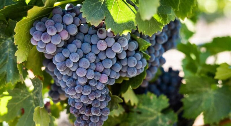 Durres Countryside Vineyards Wine Tasting & Food Pairing - FAQ