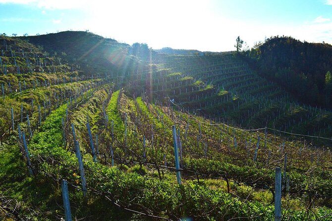 Durres & Wine Tasting Tour - The Cultural Side: From Ancient Ruins to Modern Art