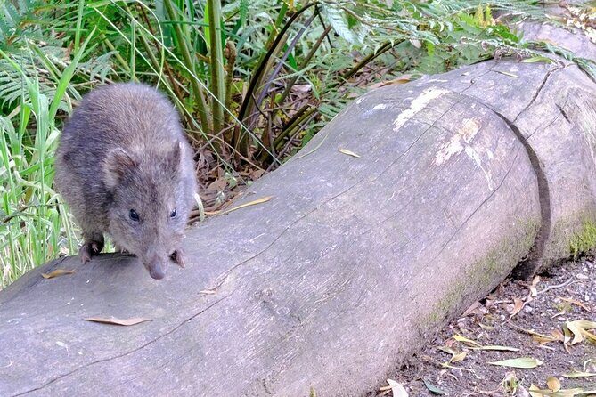 Dusk Discovery Tour - Who Will Love This Tour?