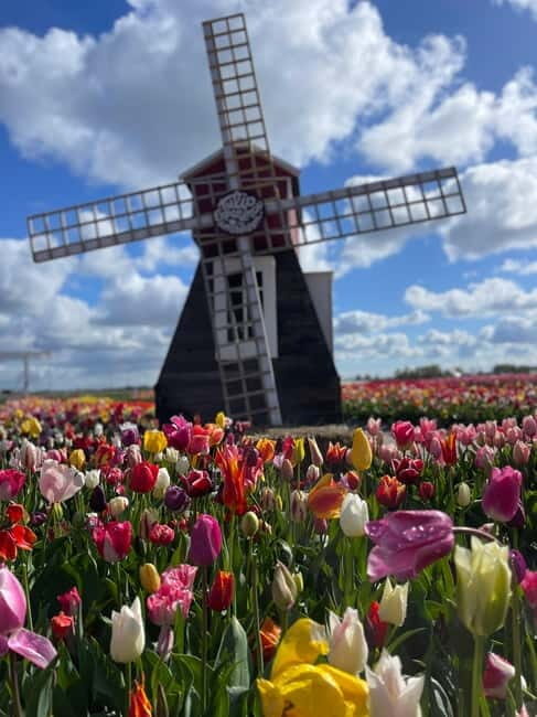 Dutch Countryside: , windmills, Villages, Cheese & Clogs - The Value of This Private Tour