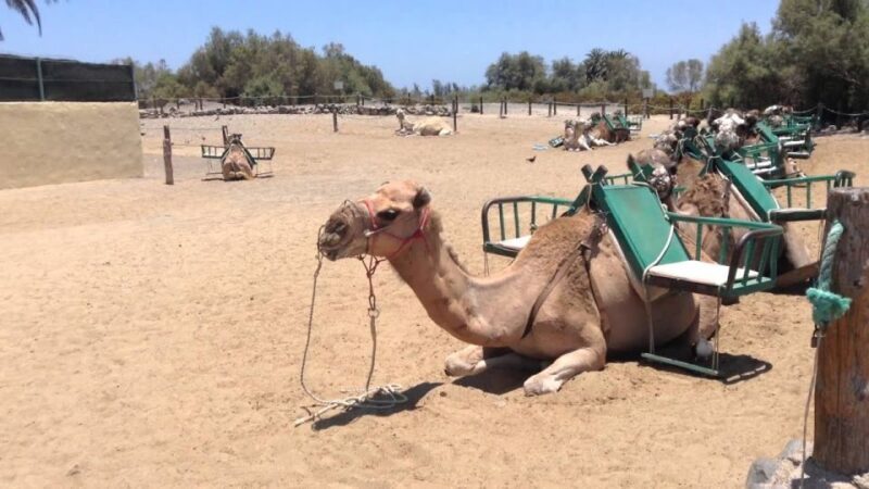 E-Bike City Tour included Camel Tour inside Maspalomas Dunes - The Sum Up