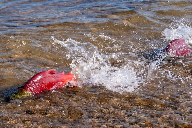 E-Bike Salmon Adventure - FAQ