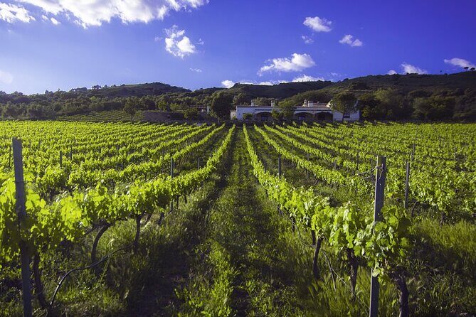 e-Bike (Self-Guided) & Winery tour - 20km Easy - The Sum Up