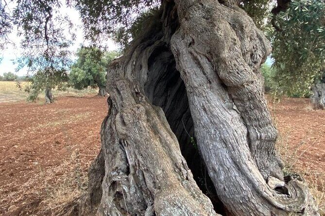 e-bike tour from Polignano a Mare to the fishing village S. Vito - Who Should Consider This Tour?