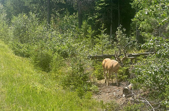 E Bike Tour in Glacier National Park Cammas Road - Who Is This Tour Best For?