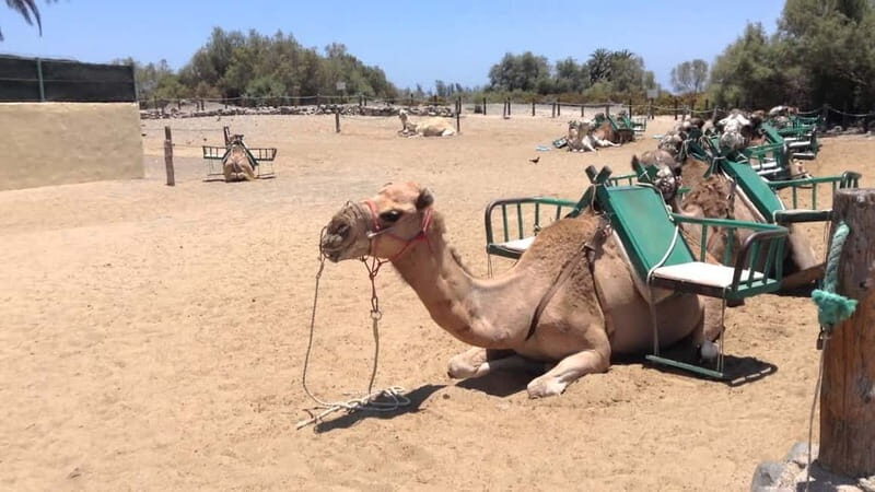e-Scooter City Tour + Camel Ride inside Maspalomas Dunes - Key Points
