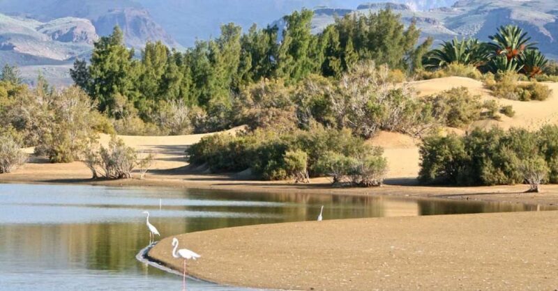 e-Scooter Kickstart CitySightseeing Maspalomas View Points - FAQ
