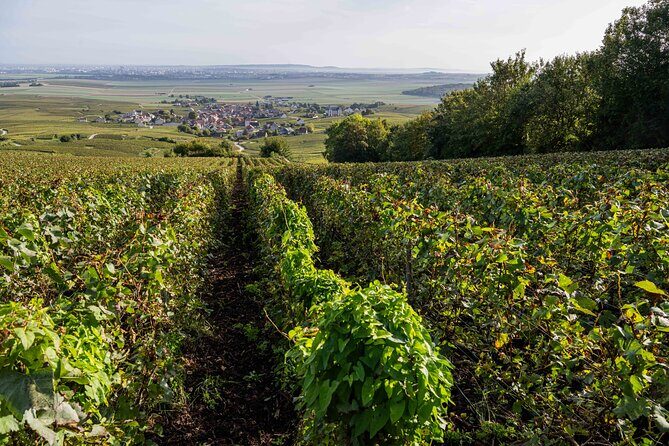 E-Scooter Private Tour and Tasting - Final Thoughts: Who Will Love This Tour?