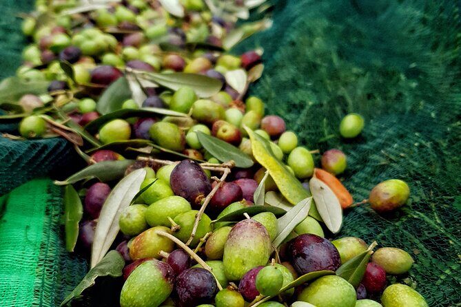 E.V.O. oil of Lake Como tasting+ food pairings - An In-Depth Look at the Olive Oil Tasting Experience
