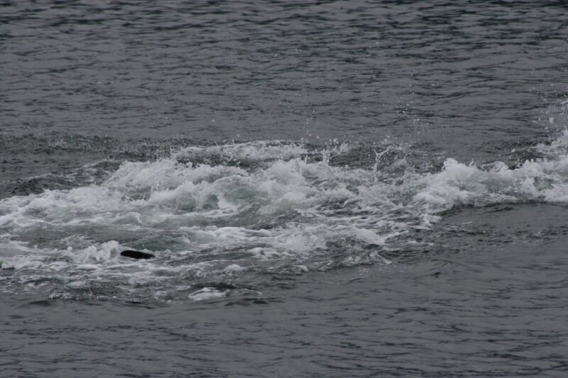 Ear Mountain Charters tours: whale watching and fishing - Key Points