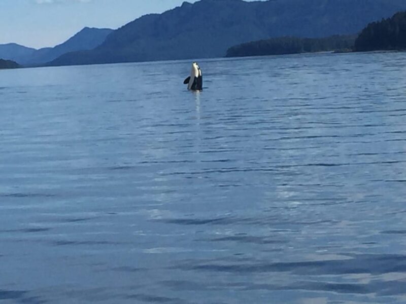 Ear Mountain Charters tours: whale watching and fishing - What to Expect from the Experience