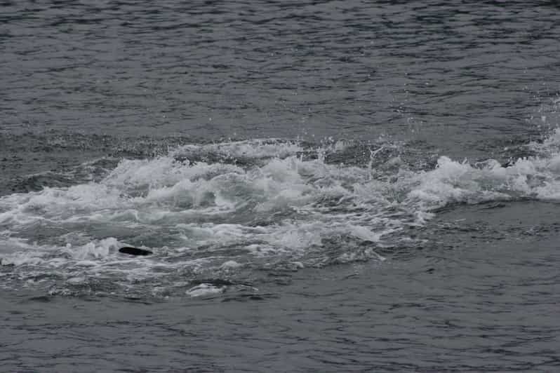 Ear Mountain Charters tours: whale watching and fishing - Pricing and Value