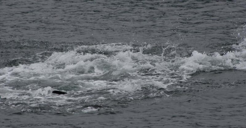 Ear Mountain Charters tours: whale watching and fishing - Practical Details and Tips