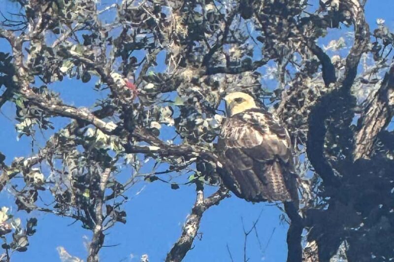 Early Bird Guided Birding Tour - Kailua-Kona, HI - Why the Early Access Matters