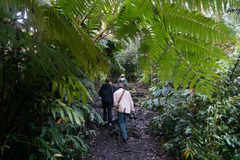 Early Bird Guided Birding Tour - Kailua-Kona, HI - Cost and Value