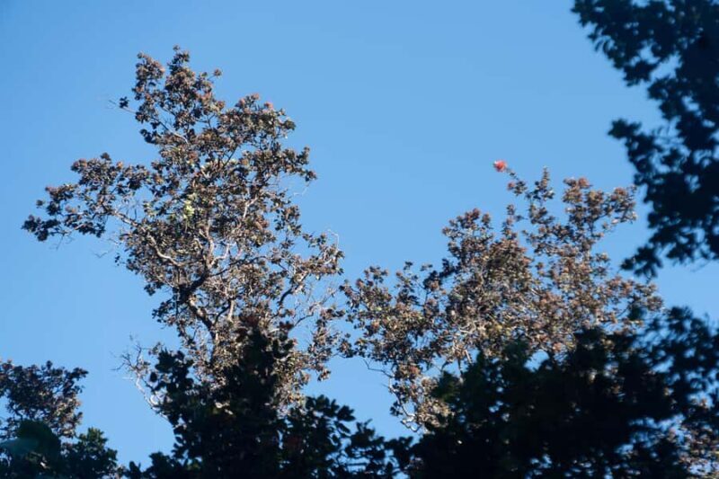 Early Bird Guided Birding Tour - Kailua-Kona, HI - Who Should Book This Tour?