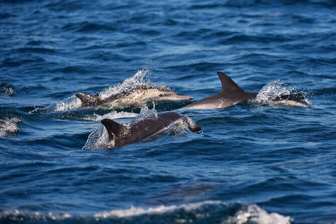 Early Bird Latin Inspired Dinner Cruise - What Makes This Cruise Stand Out