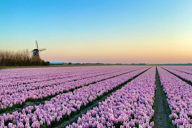 Early Flower fields with Lunch & Windmill Guided Day Tour - Key Points