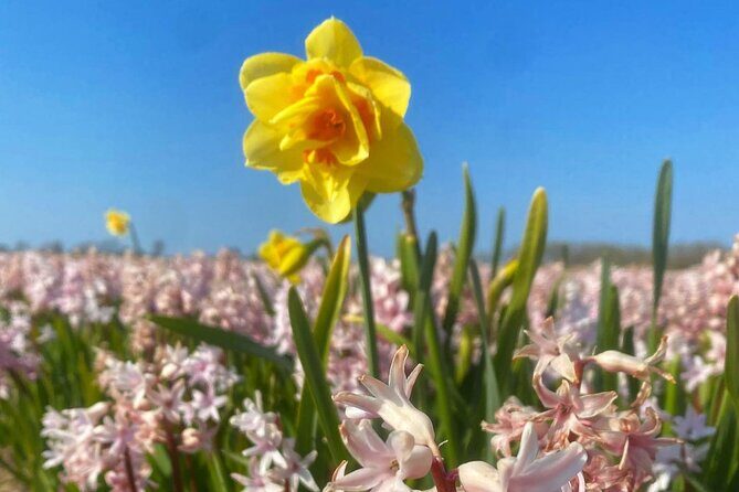 Early Flower fields with Lunch & Windmill Guided Day Tour - The Sum Up