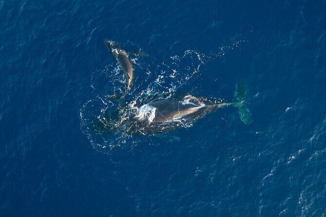 Early Sail with the Whales from Ma'alaea Harbor - Early Sail with the Whales from Maalaea Harbor: A Practical Review
