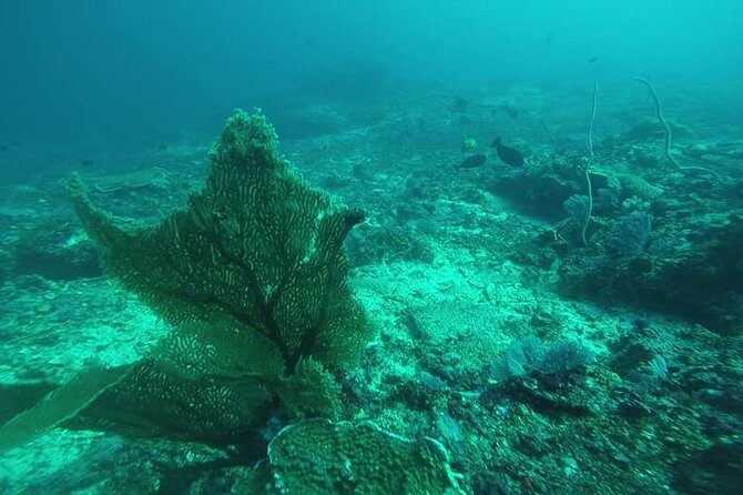 East Bali Spear Or Line Fishing Tour At Virgin Beach - Who Should Consider This Tour?