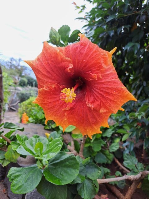 EAST MADEIRA:,Peaks, Forest walk,Thatched Roofs, Rum factory - Key Points