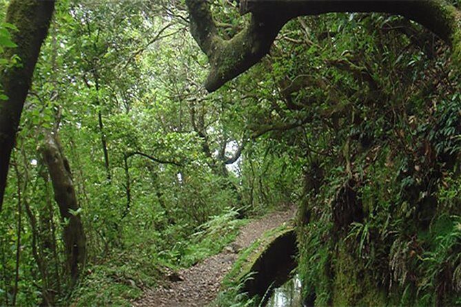 EAST: Pico do Arieiro & Laurissilva Forest - Full Day tour - FAQ