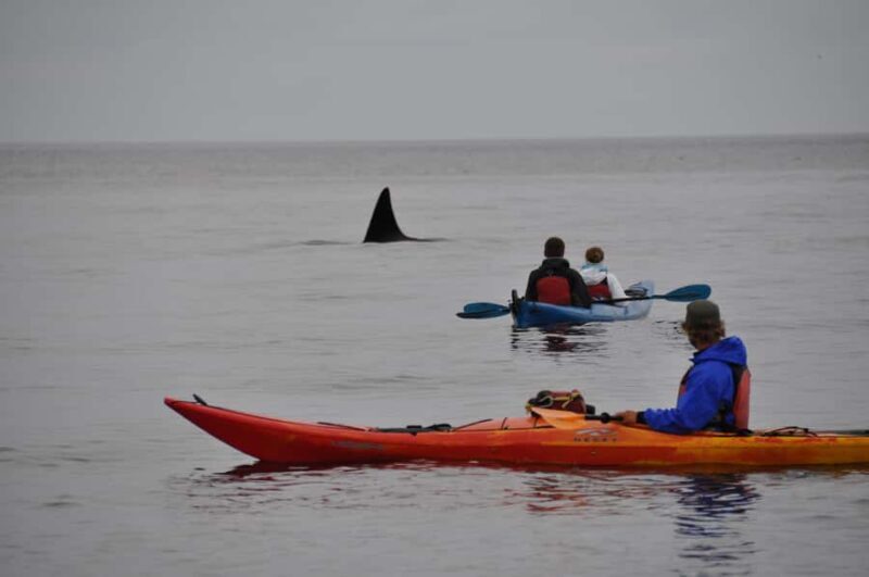 Eastsound: Guided Sucia Island Kayak Tour & Day Trip - Key Points