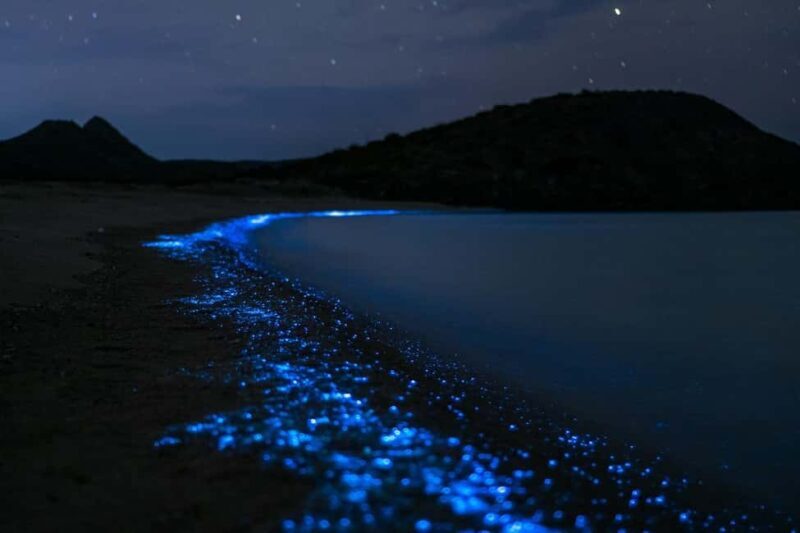 Eastsound: Orcas Island Bioluminescent Kayak Tour - Key Points