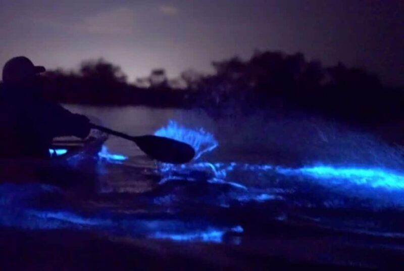 Eastsound: Orcas Island Bioluminescent Kayak Tour - What to Expect on the Tour