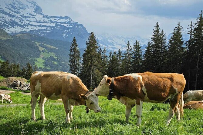 Easy countryside tour in Swiss Alps - kids friendly - Key Points