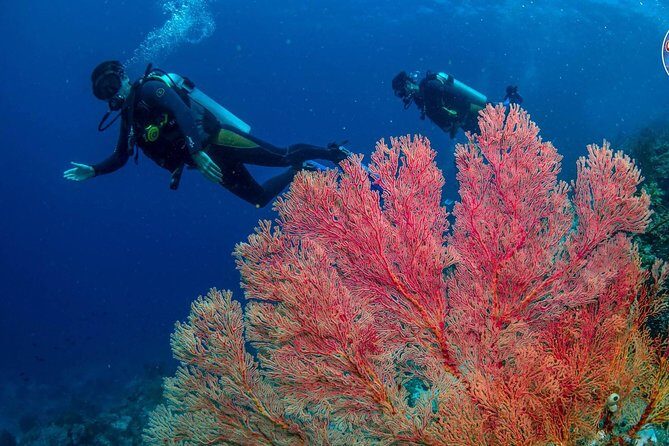 Easy Fun Scuba Dive in El Nido - Final Thoughts: Is it Worth It?