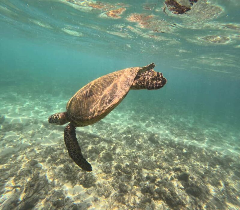 Easy Surf Lesson Waikiki 90min No experience necessary - Marine Life and Scenic Views