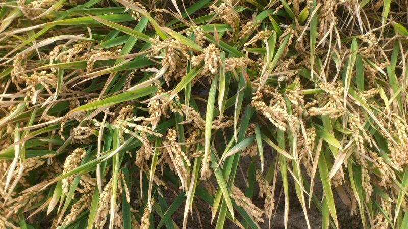 Ebro Delta: Northern Delta Guided Tour with a Local - FAQs