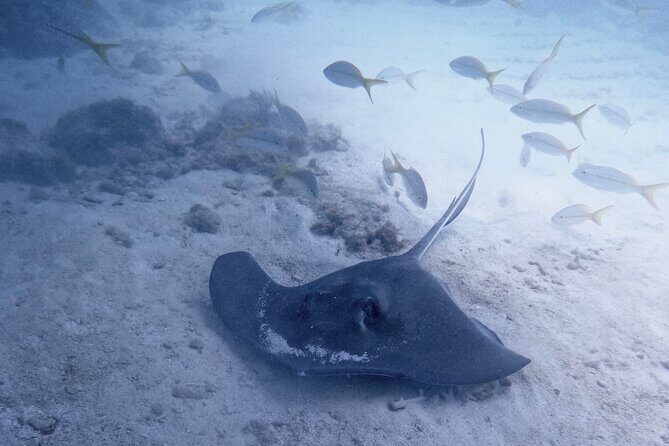 Eco Conscious Reef Diving with Southpoint Divers - Key Points