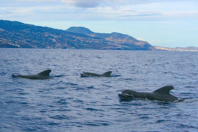 Eco-Friendly Catamaran Dolphin and Whale Watching - Final Thoughts