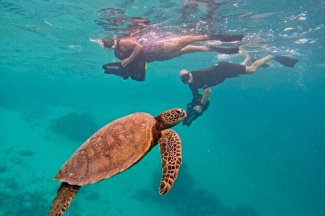 Eco Friendly Sea Scooter Turtle Tour in Rarotonga - Introducing the Eco Friendly Sea Scooter Turtle Tour in Rarotonga