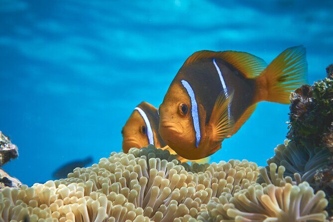 Eco guided excursion to the lagoon of Moorea in a transparent kayak Afternoon 2h - An In-Depth Look at the Transparent Kayak Experience in Moorea
