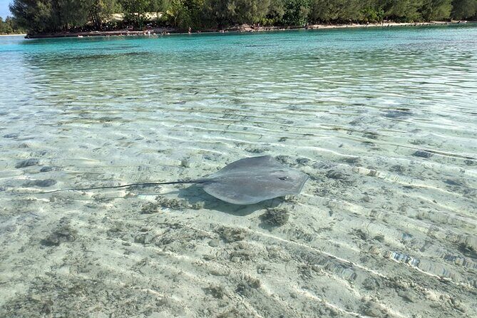 Eco guided excursion to the lagoon of Moorea in a transparent kayak Afternoon 2h - Frequently Asked Questions
