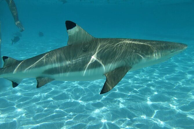 Eco Kayak Excursion in Moorea Lagoon for a Day - A practical and authentic look at Moorea’s eco kayak tour