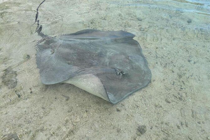 Eco Kayak Excursion in Moorea Lagoon for a Day - Detailed overview of the experience