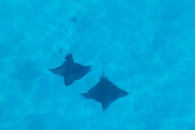 Eco Kayak Excursion in Moorea Lagoon for a Day - Who will love this tour?