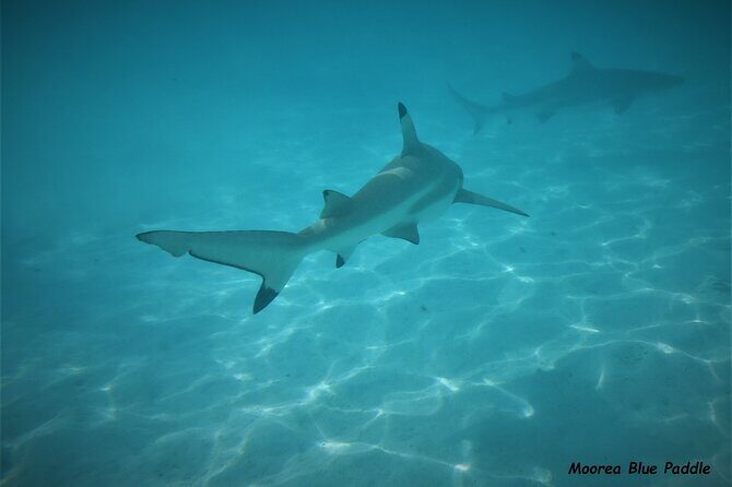 Eco Kayak Excursion in Moorea Lagoon for a Day - The Sum Up