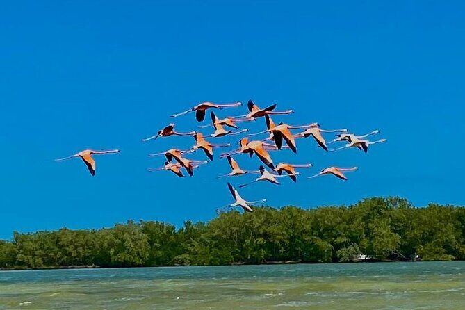 Eco Safari through the Ria Lagartos Natural Park - Key Points