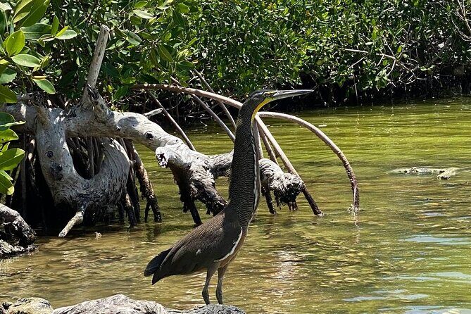 Eco Safari through the Ria Lagartos Natural Park - Final Thoughts: Is It Worth It?