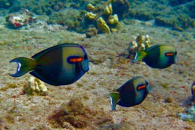 Eco Sea Scooter Beach Entry - Rent a GoPro Video tape Sea Turtles - The Sum Up